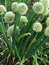 Allium cepa, Küchenzwiebel, Färberpflanze, Färbepflanze