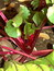 Beta vulgaris, Rote Beete, Pflanzenfarbe zur Haarfärbung, Färbepflanze
