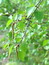 Betula pendula, Birke, Pflanzenfarbe zur Haarfärbung, Färbepflanze