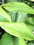 Curcuma longa, Kurkuma, , Pflanzenfarbe zur Haarfärbung, Färbepflanze
