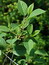 Frangula alnus, Faulbaum, Pflanzenfarbe zur Haarfärbung, Färbepflanze