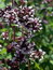 Origanum vulgare, Oregano, Origano, Pflanzenfarbe zur Haarfärbung, Färbepflanze