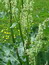 Rheum rhabarbarum, Rhabarber, Pflanzenfarbe zur Haarfärbung, Färbepflanze