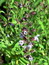 Salvia officinalis, Salbei, Pflanzenfarbe zur Haarfärbung, Färbepflanze