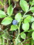 Vaccinium myrtillus, Heidelbeere, Färbepflanze, Färberpflanze, Pflanzenfarben,  färben, Klostergarten Seligenstadt