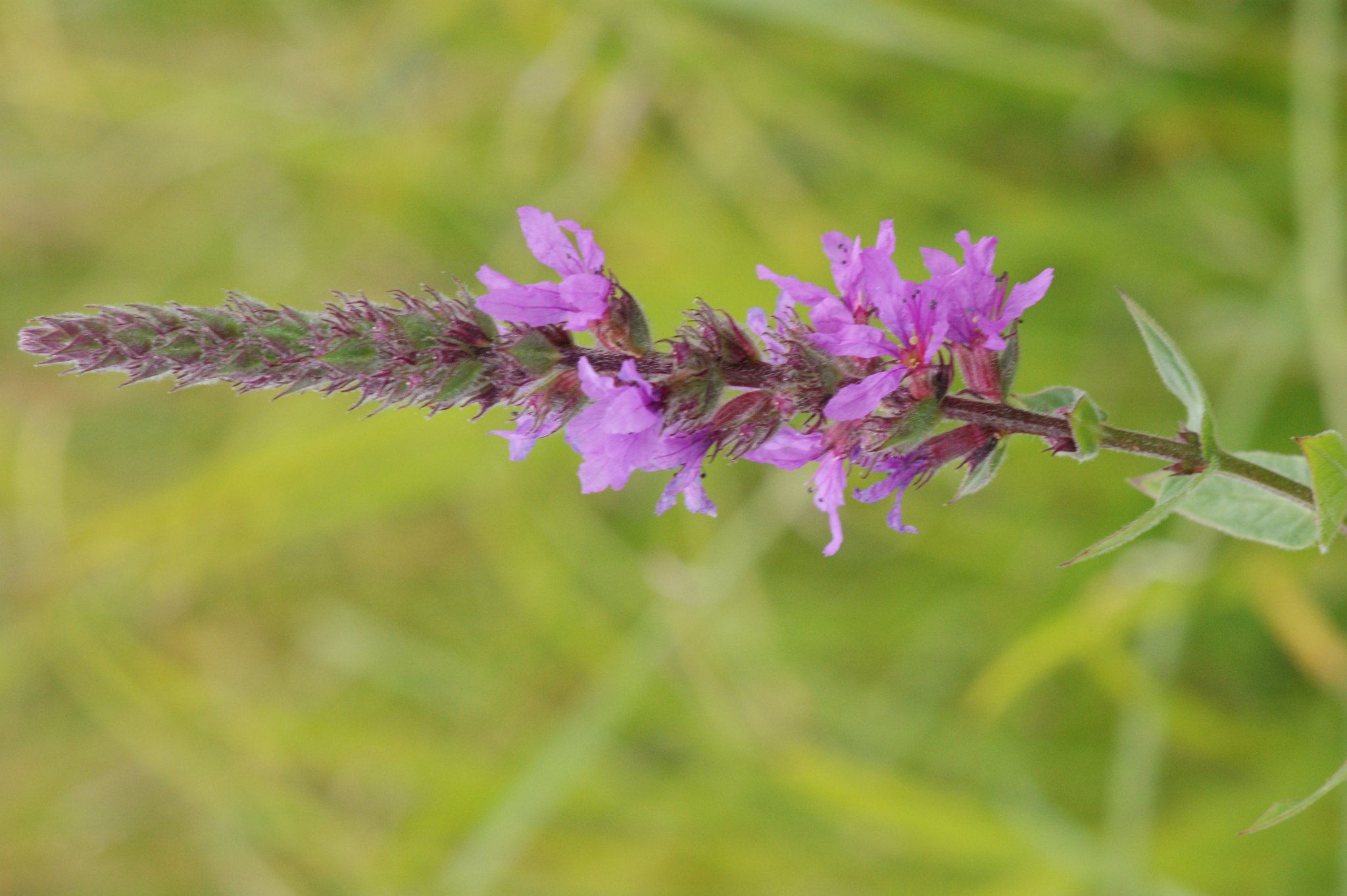 Farbgarten mit Färbepflanzen