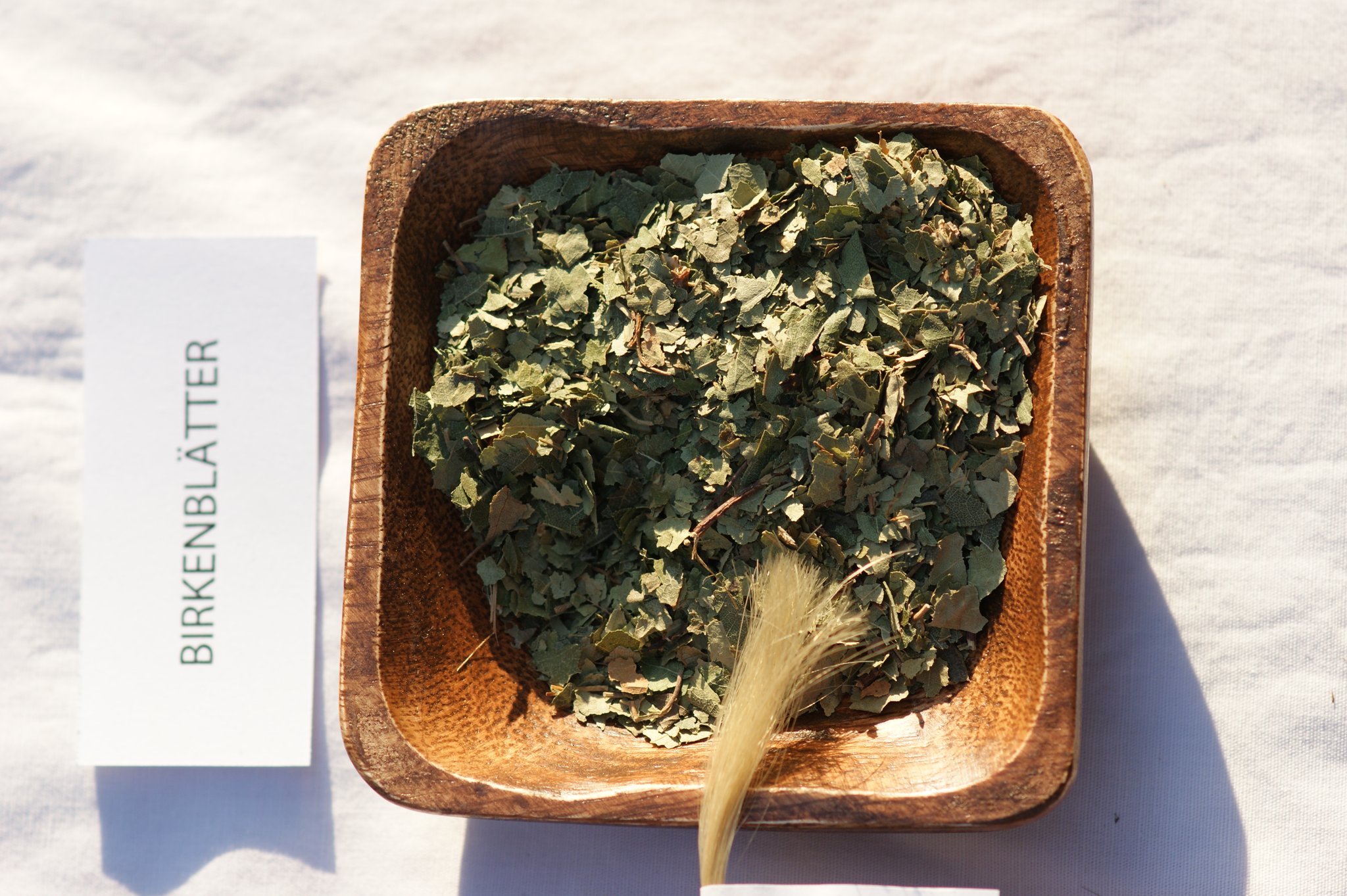  Betula pendula, Birke , gefärbte Haare