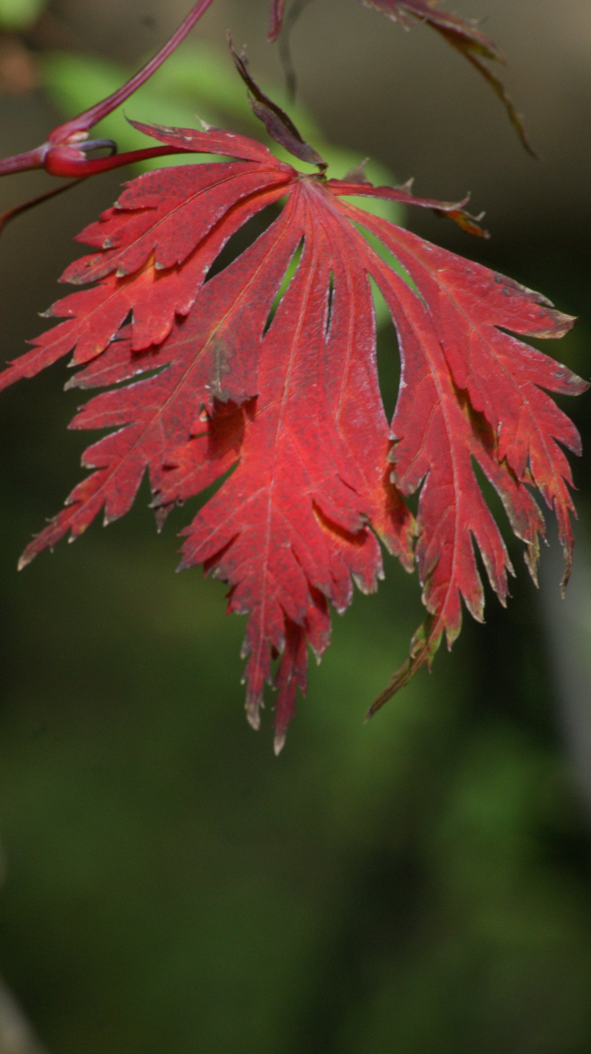 Acer japonicum, Japanischer Ahorn