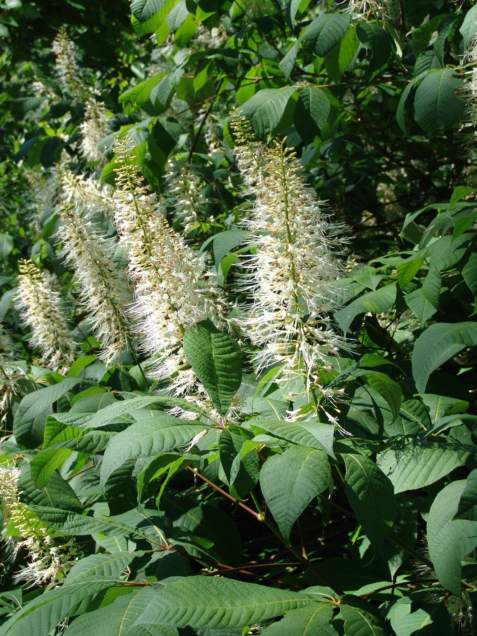 Aesculus parviflora, Strauch-Roßkastanie