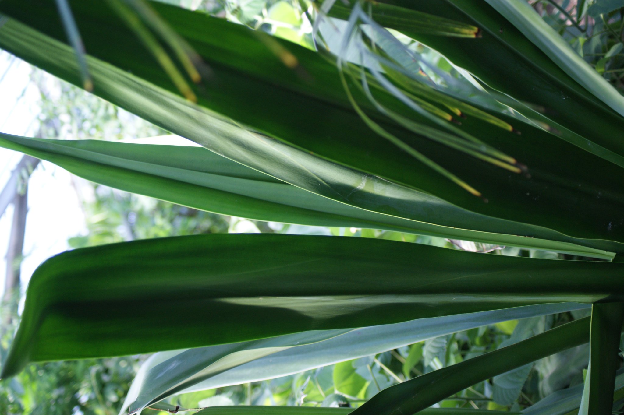 Agave sisalana, Sisal, Faserpflanze Agave sisalana, Sisal, Faserpflanze