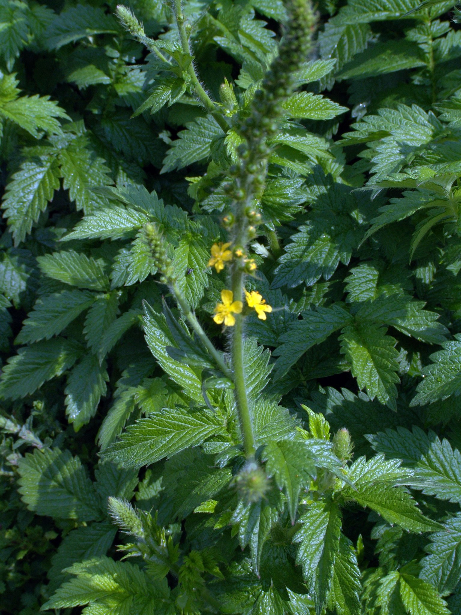 Agrimonia eupatoria, Odermennig, Färbepflanze, Färberpflanze, Pflanzenfarben, färben, Klostergarten Seligenstadt
