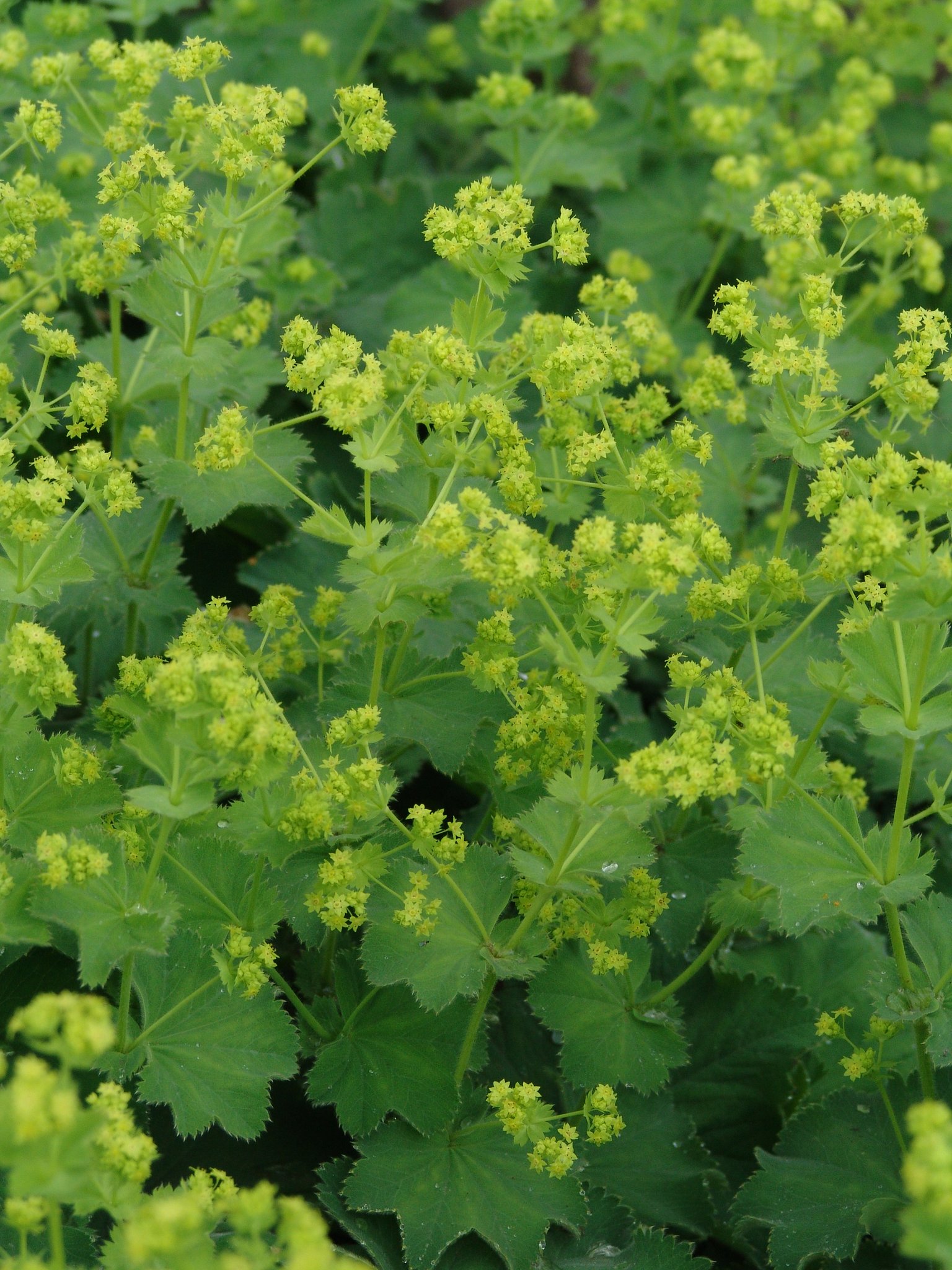 Alchemilla vulgaris, Frauenmantel, Färbepflanze, Färberpflanze, Pflanzenfarben, färben, Klostergarten Seligenstadt