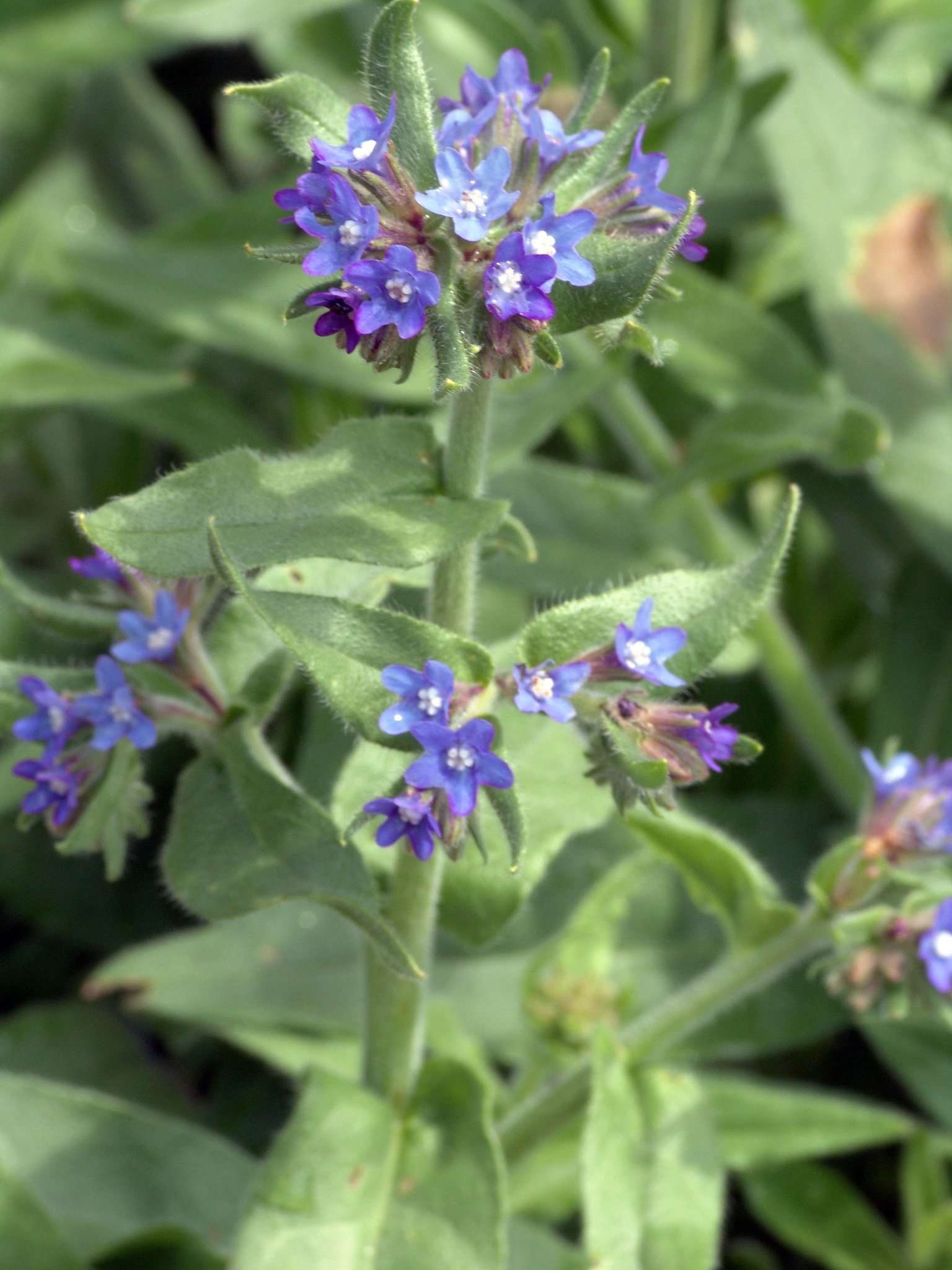 Alkanna tinctoria, Alkannawurzel, Ochsenzunge, Färbepflanze Alkanna tinctoria, Alkannawurzel, Ochsenzunge, Färbepflanze, Färberpflanze, Pflanzenfarben, färben, Klostergarten Seligenstadt