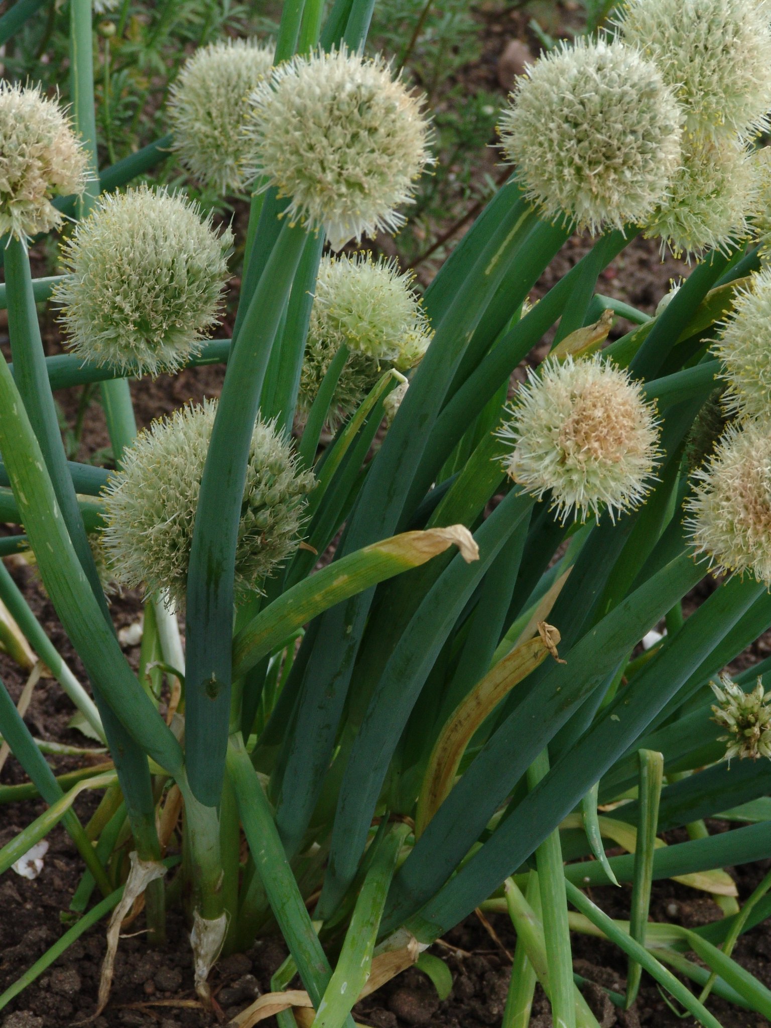 Allium cepa, Küchenzwiebel, Färbepflanze, Färberpflanze, Pflanzenfarben, färben, Klostergarten Seligenstadt