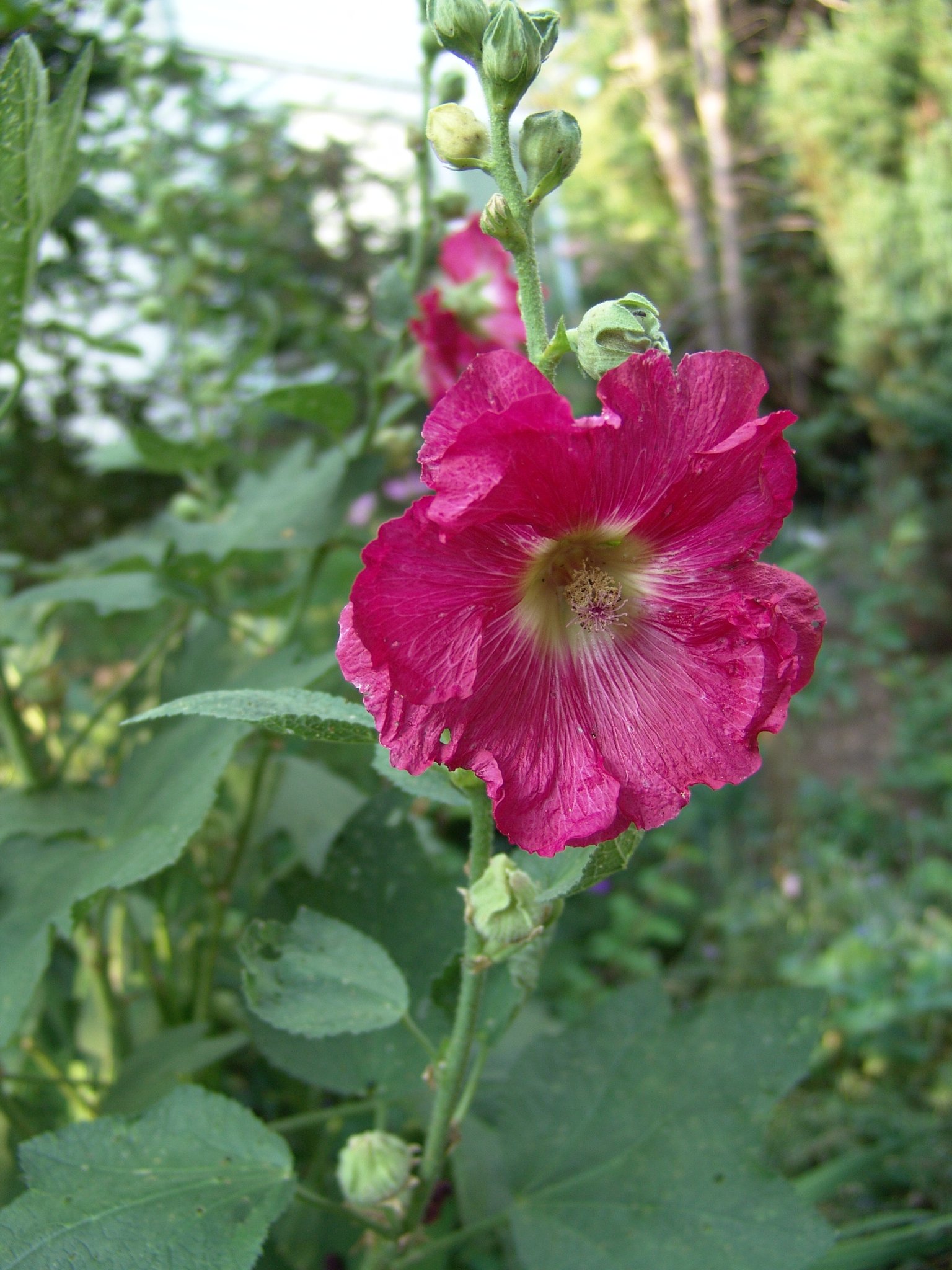 Alcea rosea, Schwarze Malve, Stockrose, Färbepflanze, Färberpflanze, Pflanzenfarben, färben, Klostergarten Seligenstadt