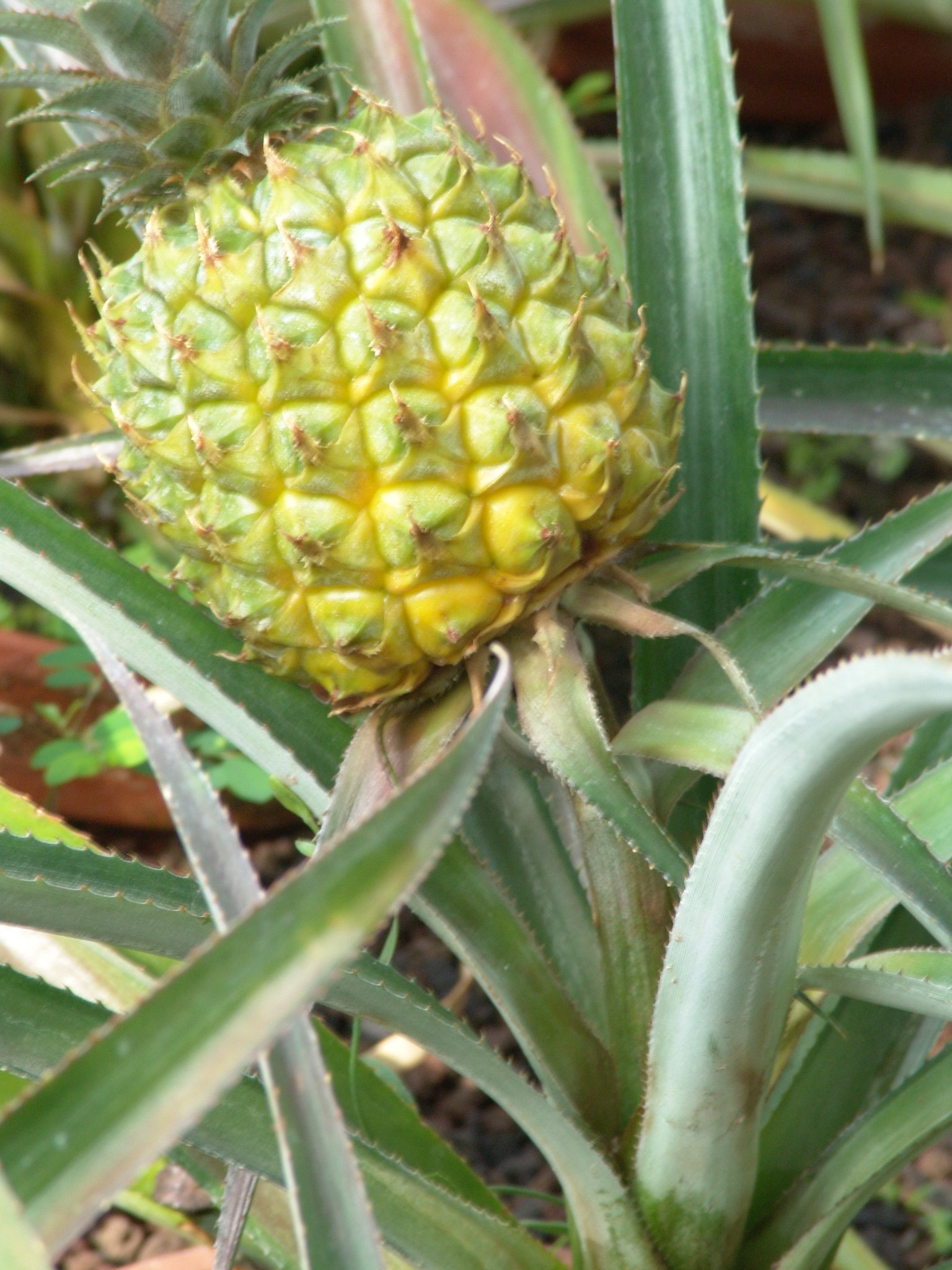 Ananas comosus, Ananas, Faserpflanze Ananas comosus
