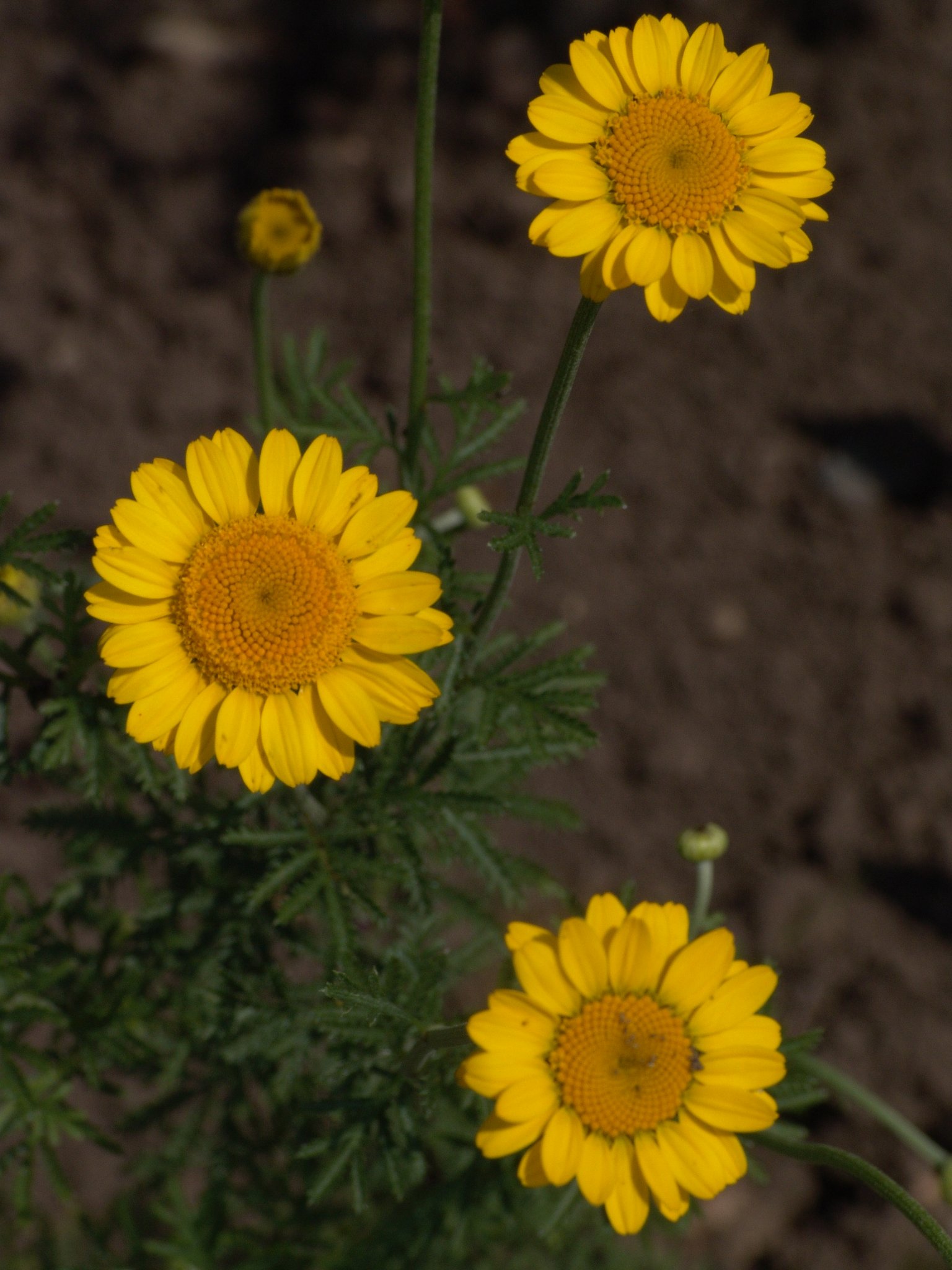 Anthemis tinctoria, Färberkamille, Färbepflanze, Färberpflanze, Pflanzenfarben, färben, Klostergarten Seligenstadt
