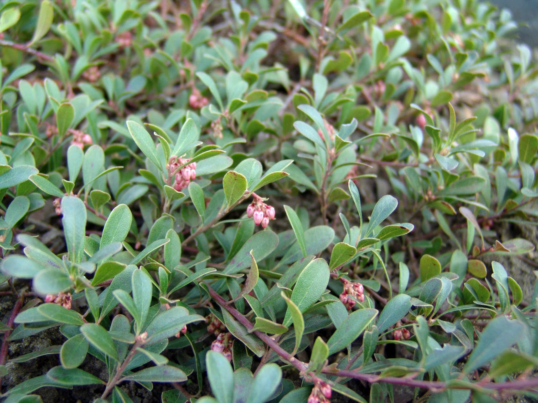 Arctostaphylos uva-ursi (Pflanze), Bärentraube, Färbepflanze, Färberpflanze, Pflanzenfarben, färben, Klostergarten Seligenstadt