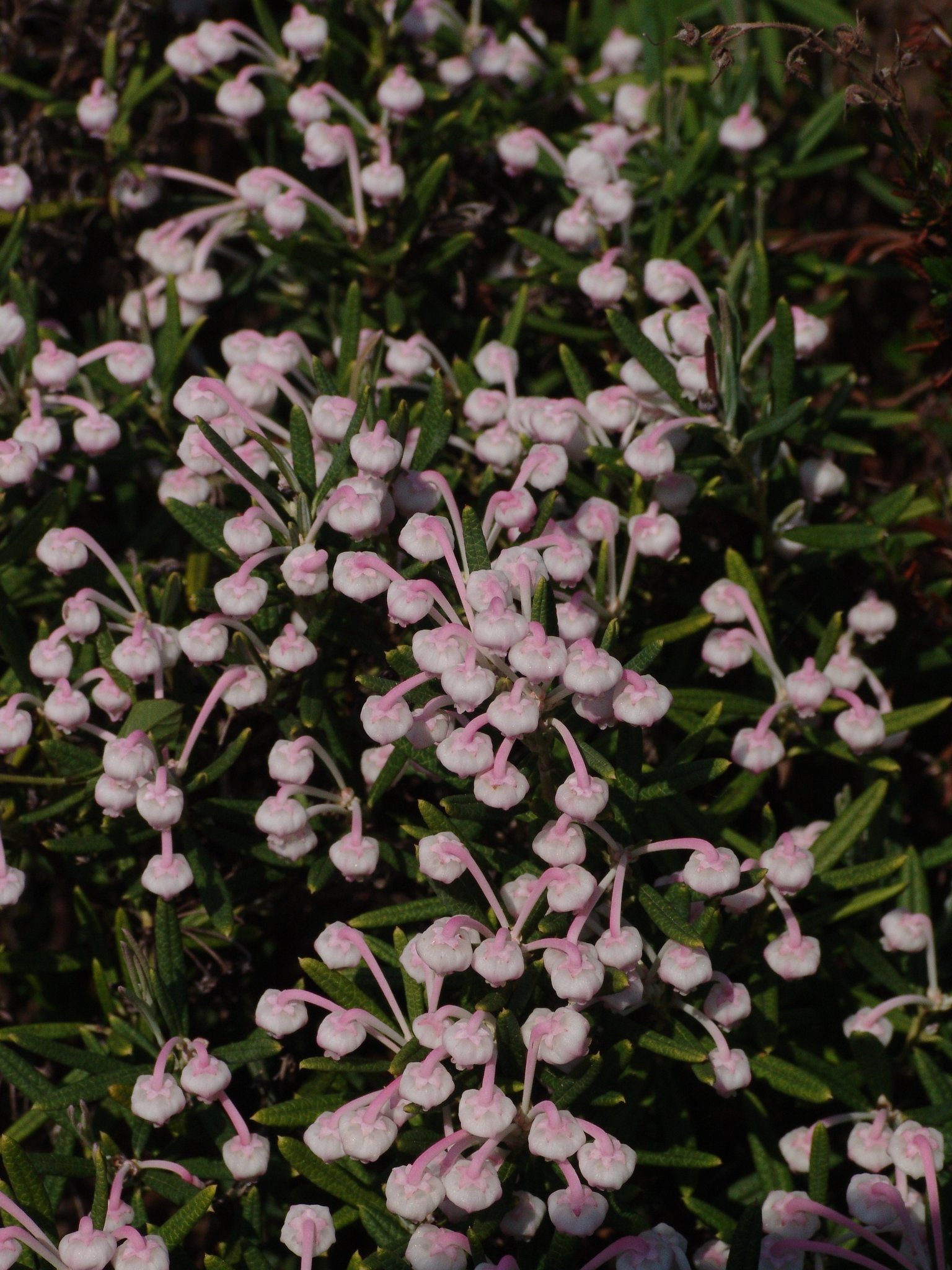 Arctostaphylos uva-ursi (Blätter), Bärentraube, Färbepflanze, Färberpflanze, Pflanzenfarben, färben, Klostergarten Seligenstadt
