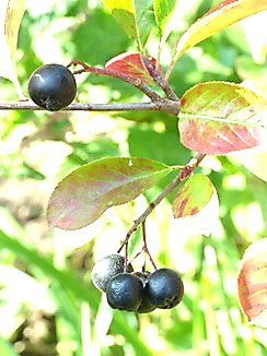Aronia melanocarpa, Schwarze Apfelbeere, Färberpflanze, Färbepflanze 	Pflanzenfarben,  färben