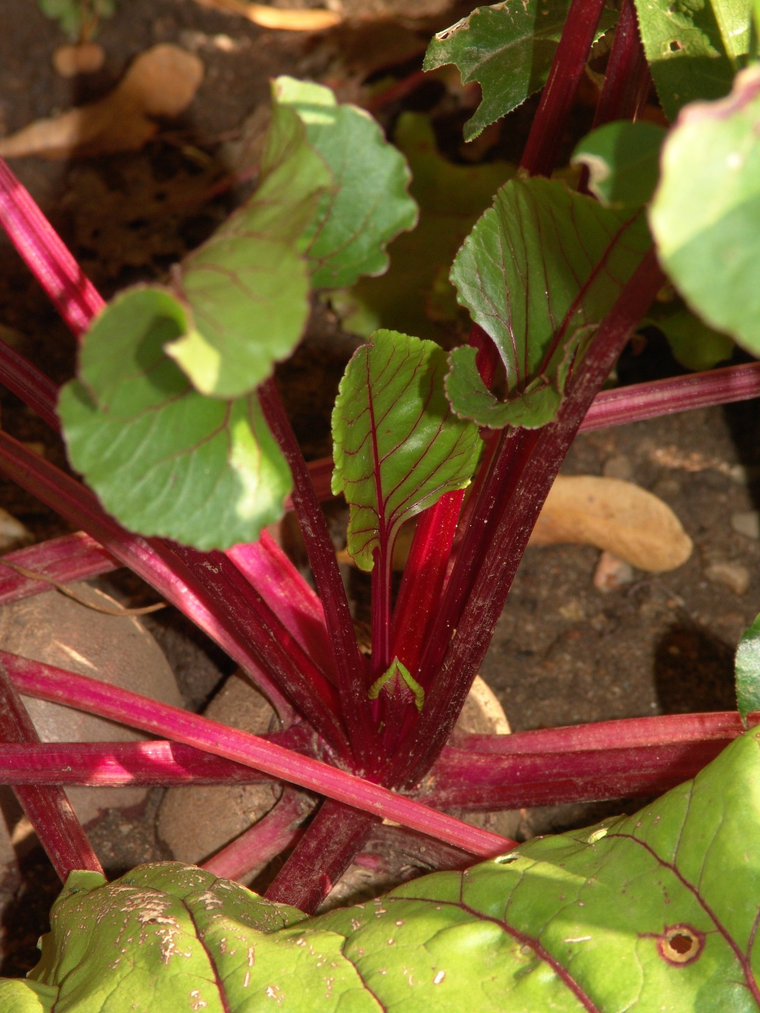 Beta vulgaris, Rote Beete, Färbepflanze, Färberpflanze, Pflanzenfarben, färben, Klostergarten Seligenstadt
