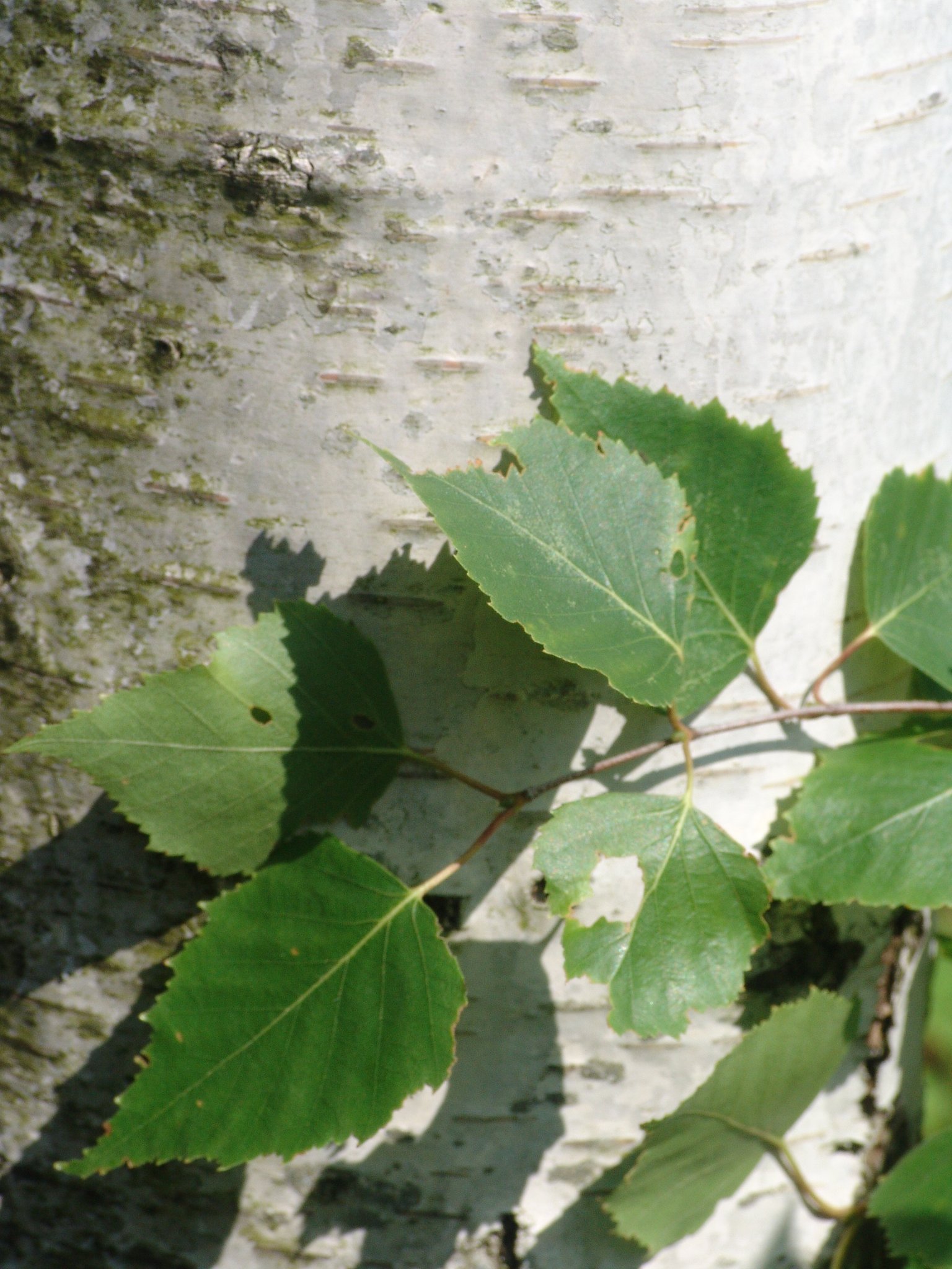 Betula pendula, Birke, Pflanzenfarbe zur Haarfärbung, Färbepflanze