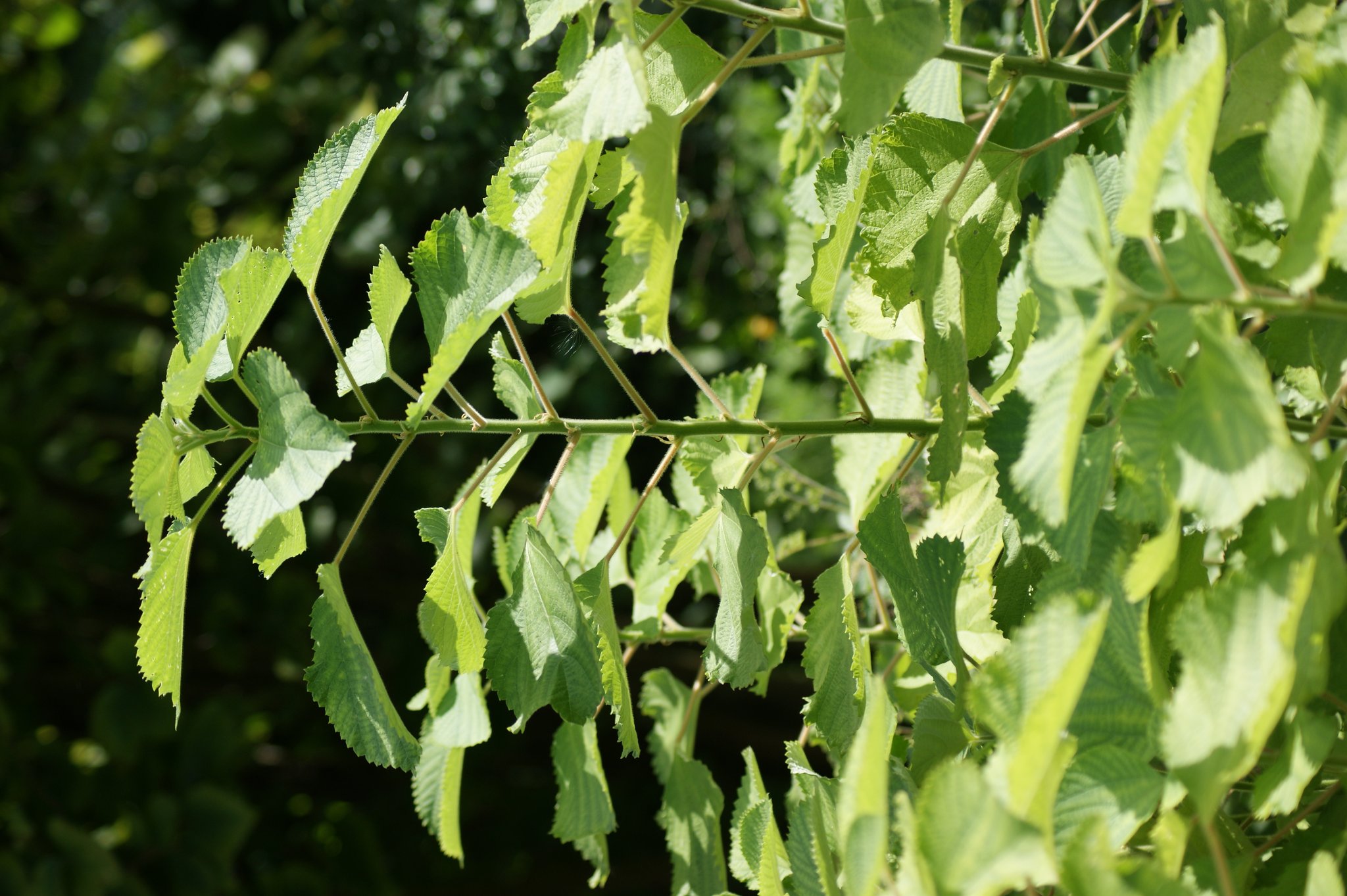 Boehmeria nivea, Ramie, Faserpflanze Boehmeria nivea, Ramie, Faserpflanze
