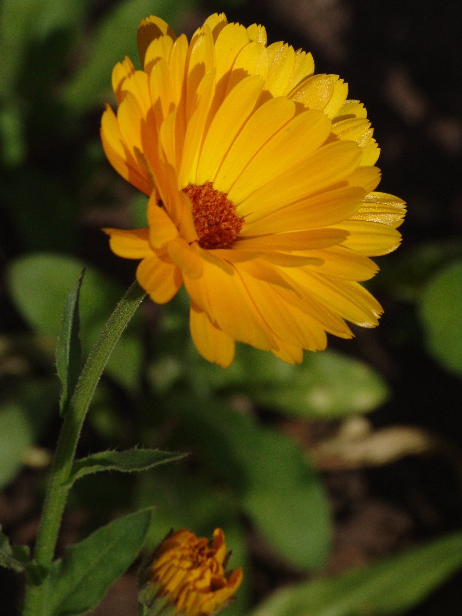 Calendula officinalis, Ringelblume, Färbepflanze, Färberpflanze, Pflanzenfarben, färben, Klostergarten Seligenstadt