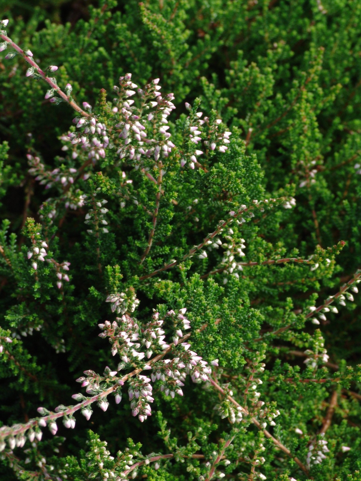 Calluna vulgaris (Spitzen), Heidekraut, Besenheide, Färbepflanze, Färberpflanze, Pflanzenfarben, färben, Klostergarten Seligenstadt