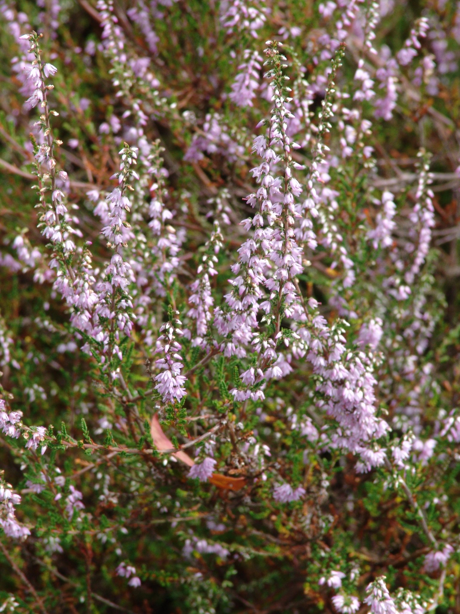 Calluna vulgaris (Kraut), Heidekraut, Besenheide, Färbepflanze Calluna vulgaris (Kraut), Heidekraut, Besenheide, Färbepflanze, Färberpflanze, Pflanzenfarben, färben, Klostergarten Seligenstadt