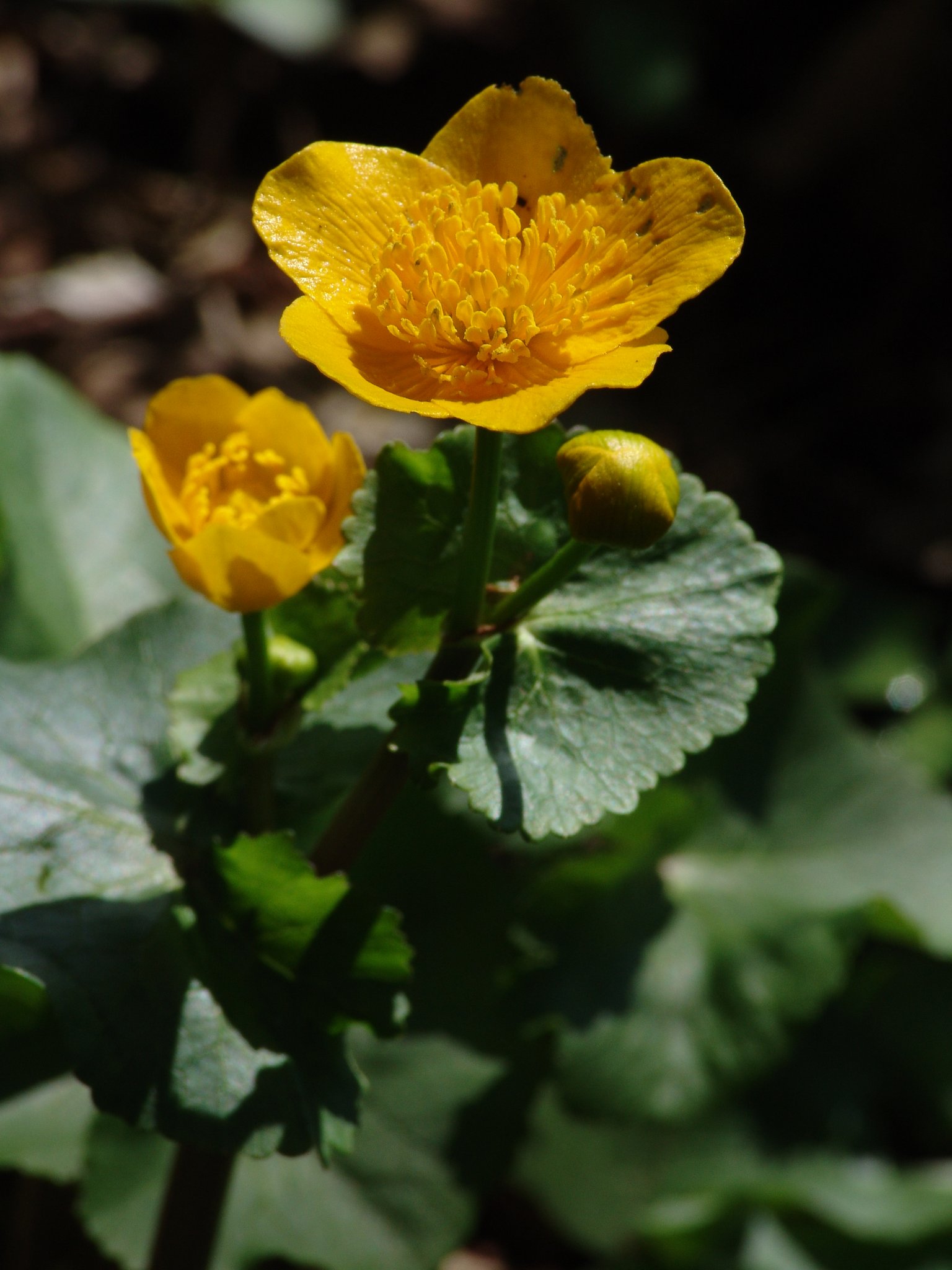 Caltha palustris, Sumpfdotterblume, Färbepflanze, Färberpflanze, Pflanzenfarben, färben, Klostergarten Seligenstadt