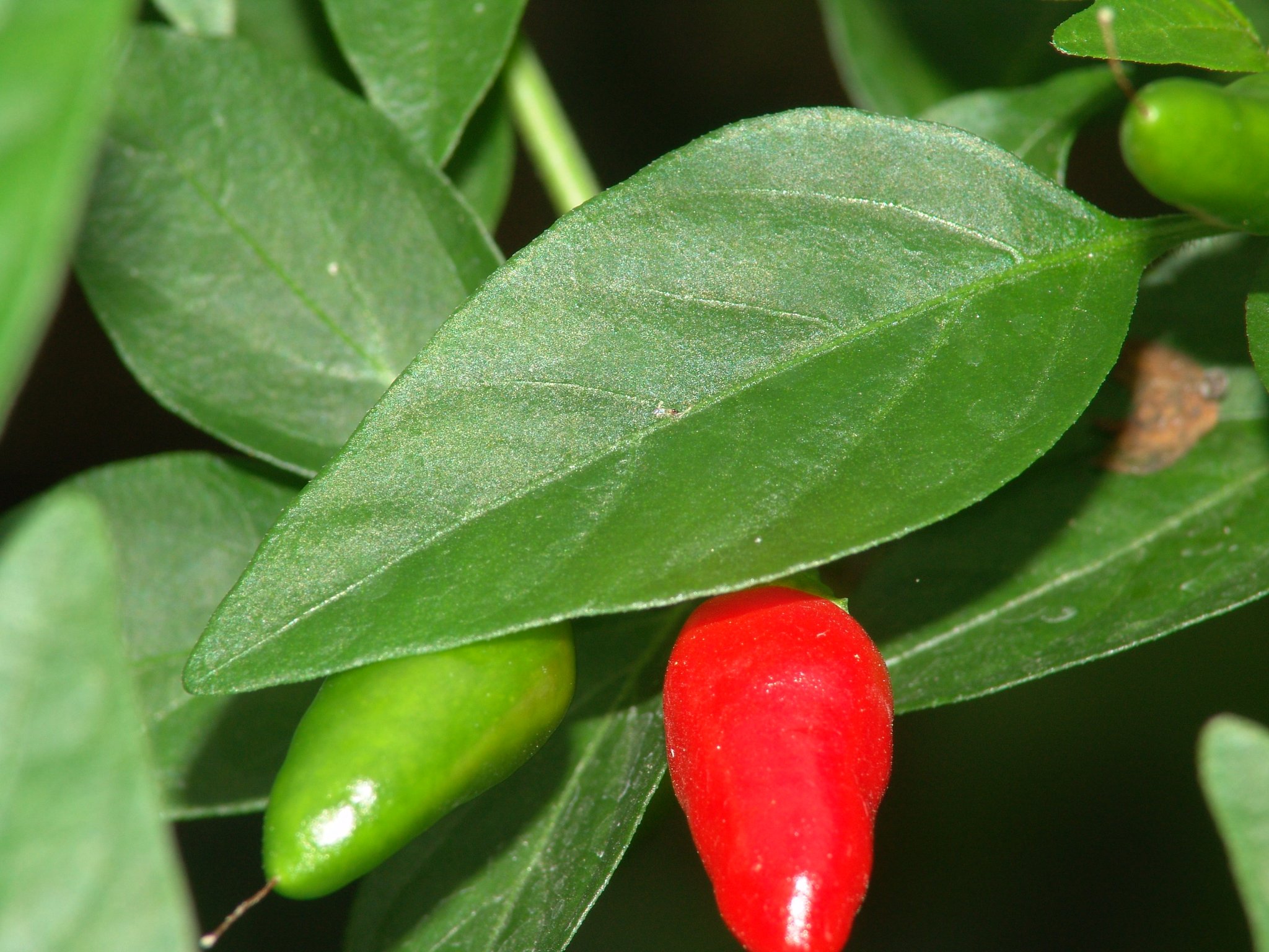 Capsicum annuum, Spanischer Pfeffer, Färbepflanze, Färberpflanze, Pflanzenfarben, färben, Klostergarten Seligenstadt