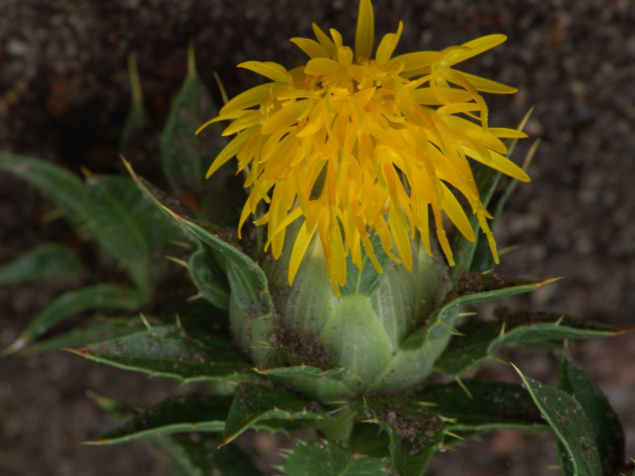 Carthamus tinctorius, Saflor, Färber- oder Öldistel, Färbepflanze, Färberpflanze, Pflanzenfarben, färben, Klostergarten Seligenstadt