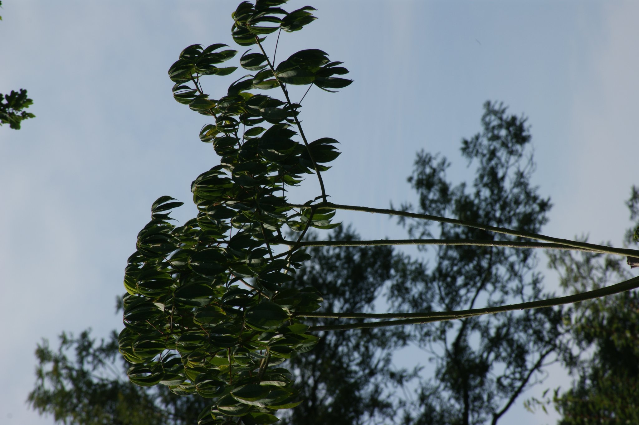 Ceiba pentandra, Kapok, Faserpflanze Ceiba pentandra, Kapok, Faserpflanze