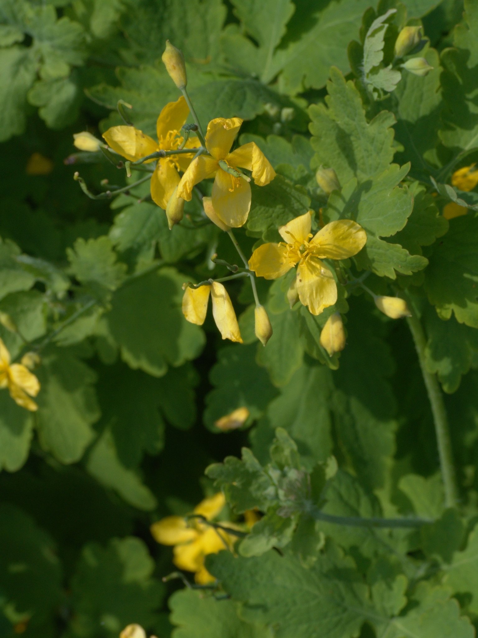 Chelidonium majus, Schöllkraut, Färbepflanze, Färberpflanze, Pflanzenfarben, färben, Klostergarten Seligenstadt