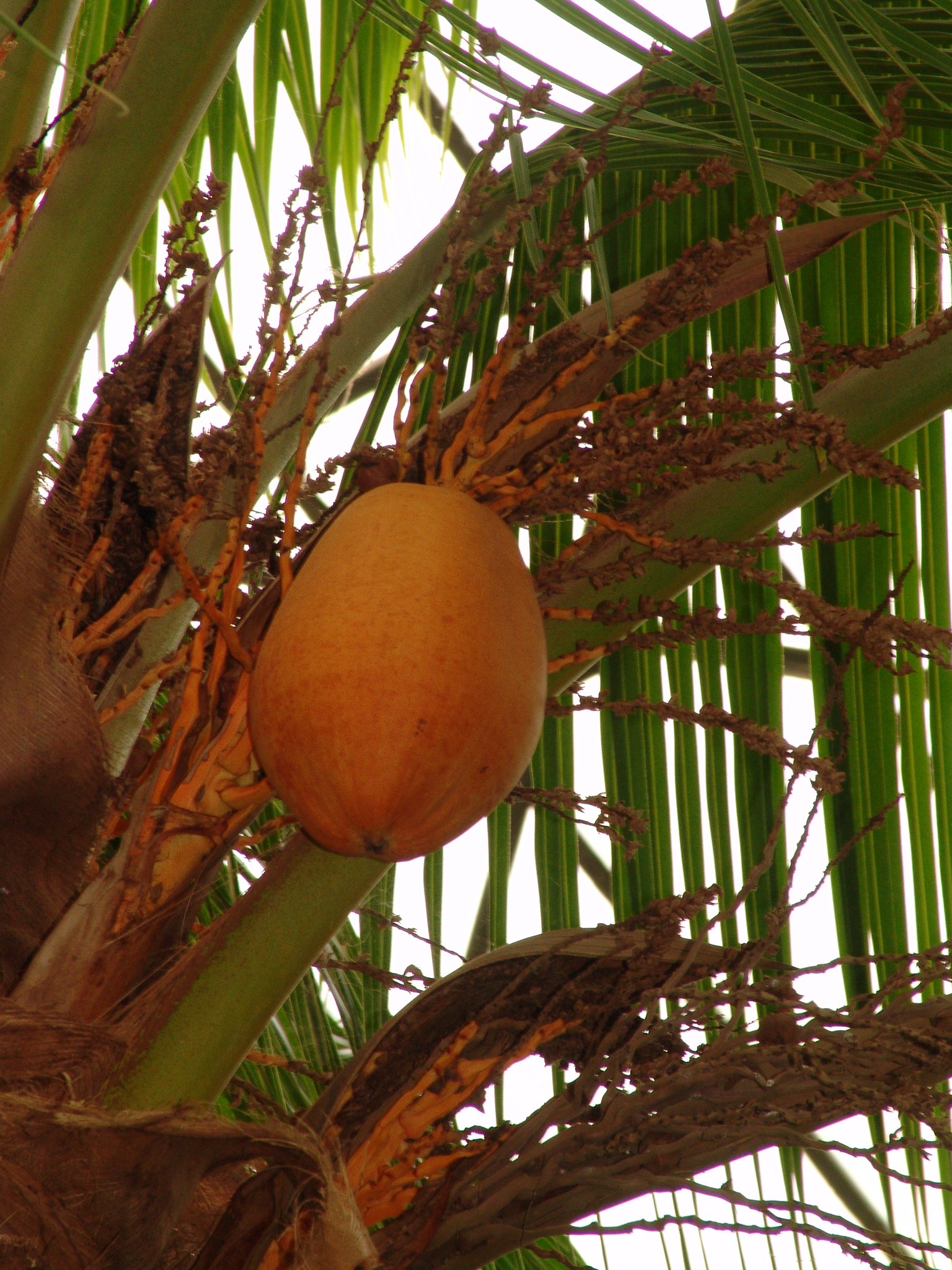 Cocos nucifera, Kokos, Faserpflanze Cocos nucifera, Kokos, Faserpflanze