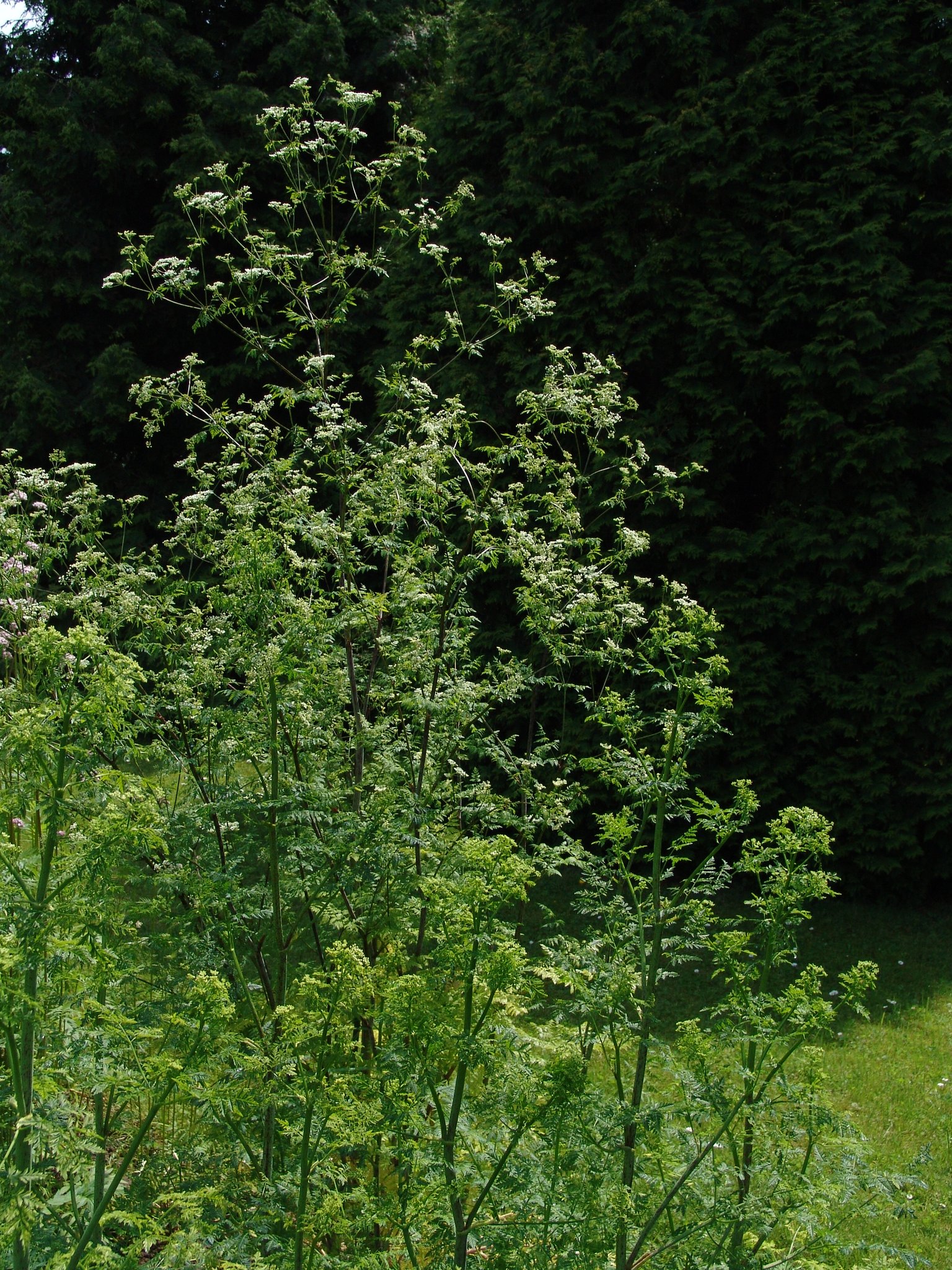 Conium maculatum, Schierling, Färbepflanze Conium maculatum, Schierling, Färbepflanze