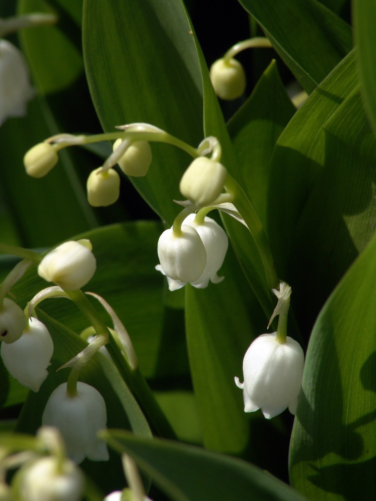 Convallaria majalis, Maiglöckchen, Färbepflanze, Färberpflanze, Pflanzenfarben, färben, Klostergarten Seligenstadt