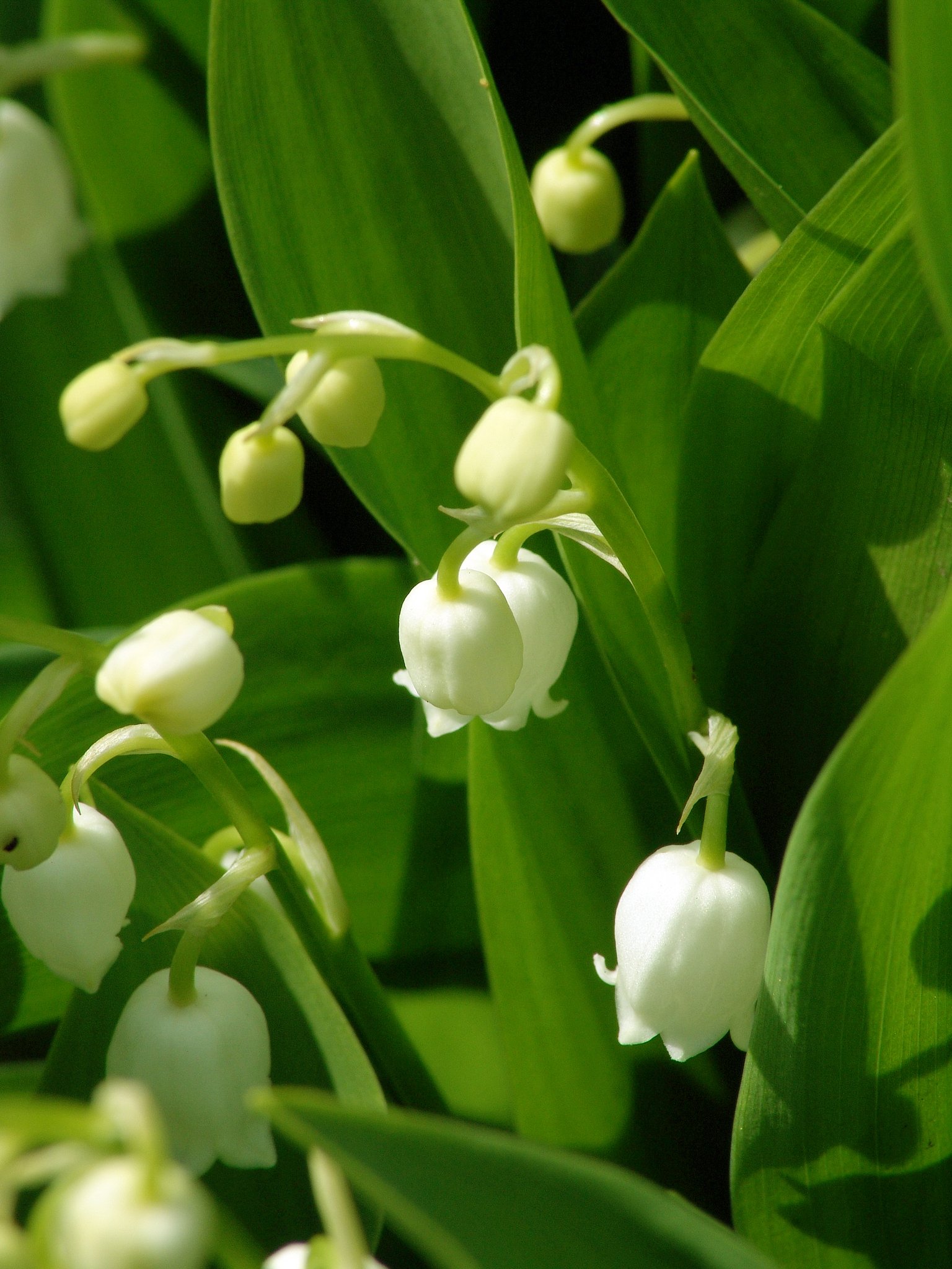Convallaria majalis, Maiglöckchen, Färbepflanze Convallaria majalis, Maiglöckchen, Färbepflanze