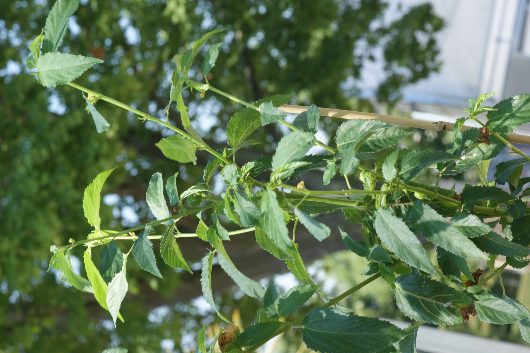 Corchorus capsularis, Jute, Faserpflanze Corchorus capsularis, Jute, Faserpflanze