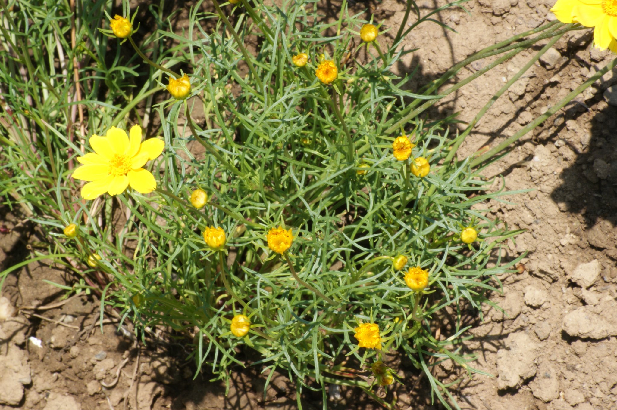 Coreopsis tinctoria, Färber-Mädchenauge, Färberpflanze, Färbepflanze Coreopsis tinctoria, Färber-Mädchenauge, Färberpflanze, Färbepflanze