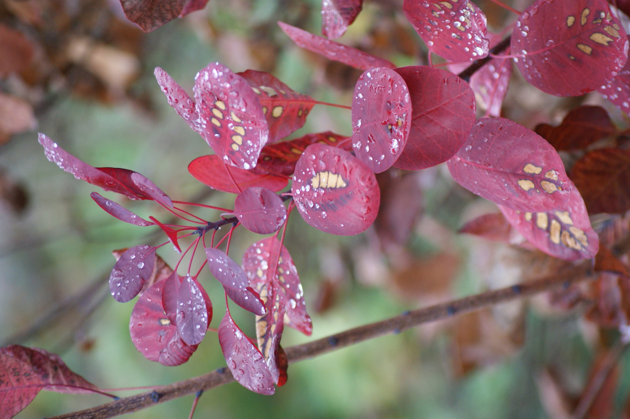Cotinus coggygria, Perückenstrauch, Färbersumach, Färberpflanze, Färbepflanze Cotinus coggygria, Perückenstaruch, Färbersumach, Färberpflanze, Färbepflanze