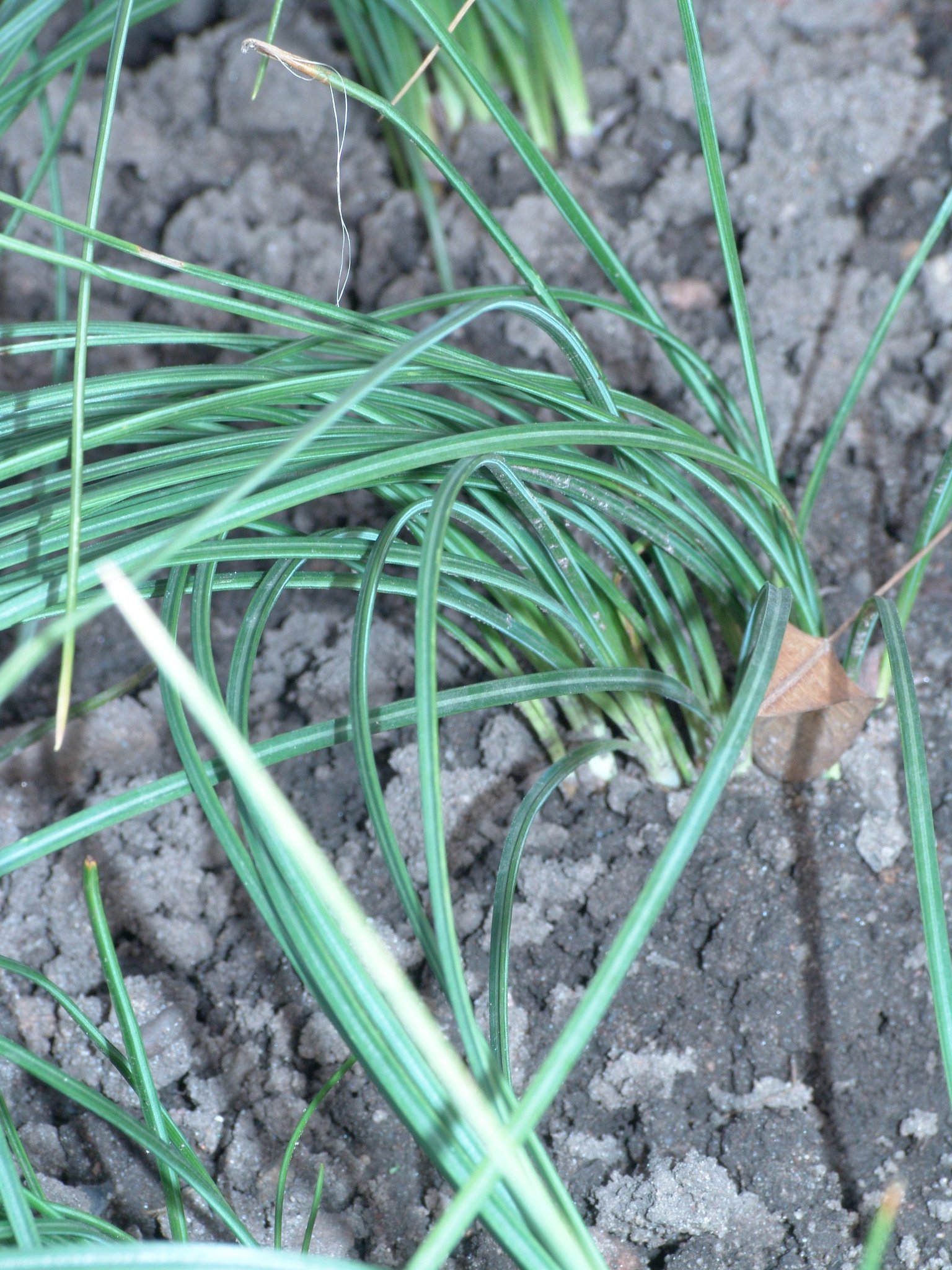 Crocus sativus, Safran, Färbepflanze, Färberpflanze, Pflanzenfarben, färben, Klostergarten Seligenstadt
