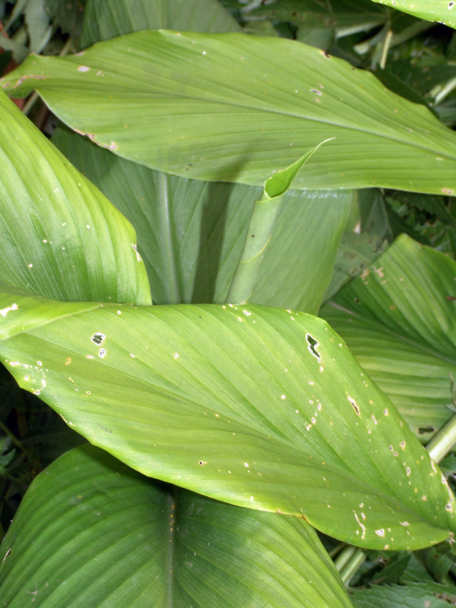 Curcuma longa, Kurkuma, Färbepflanze, Färberpflanze Curcuma longa, Kurkuma, Färbepflanze, Färberpflanze, Pflanzenfarben, färben, Klostergarten Seligenstadt