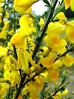 Sarothamnus scoparius, Besenginster, Färbepflanze, Färberpflanze, Pflanzenfarben, färben, Klostergarten Seligenstadt