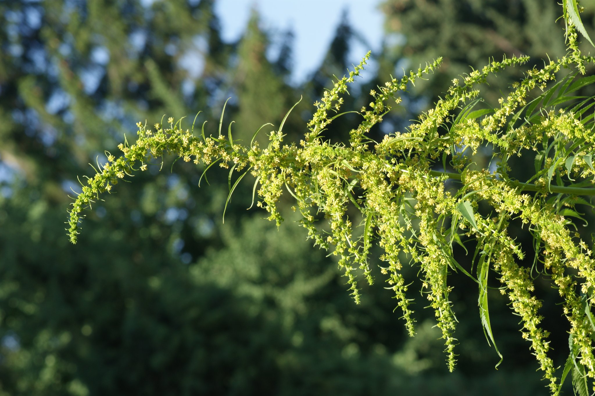 Scheinhanf, Datisca cannabina, Färberpflanze