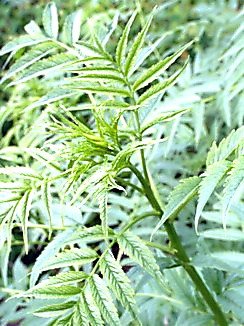 Datisca cannabina, Scheinhanf, Färberpflanze Datisca cannabina, Scheinhanf, Färberpflanze, Färbepflanze, Pflanzenfarben, färben