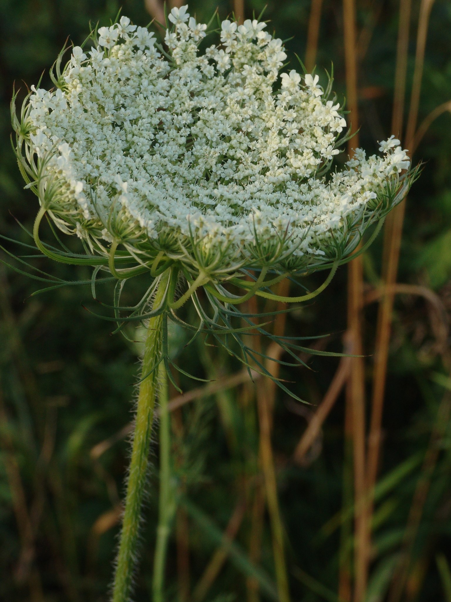 Daucus carota, Gartenmöhre, Färbepflanze, Färberpflanze, Pflanzenfarben, färben, Klostergarten Seligenstadt