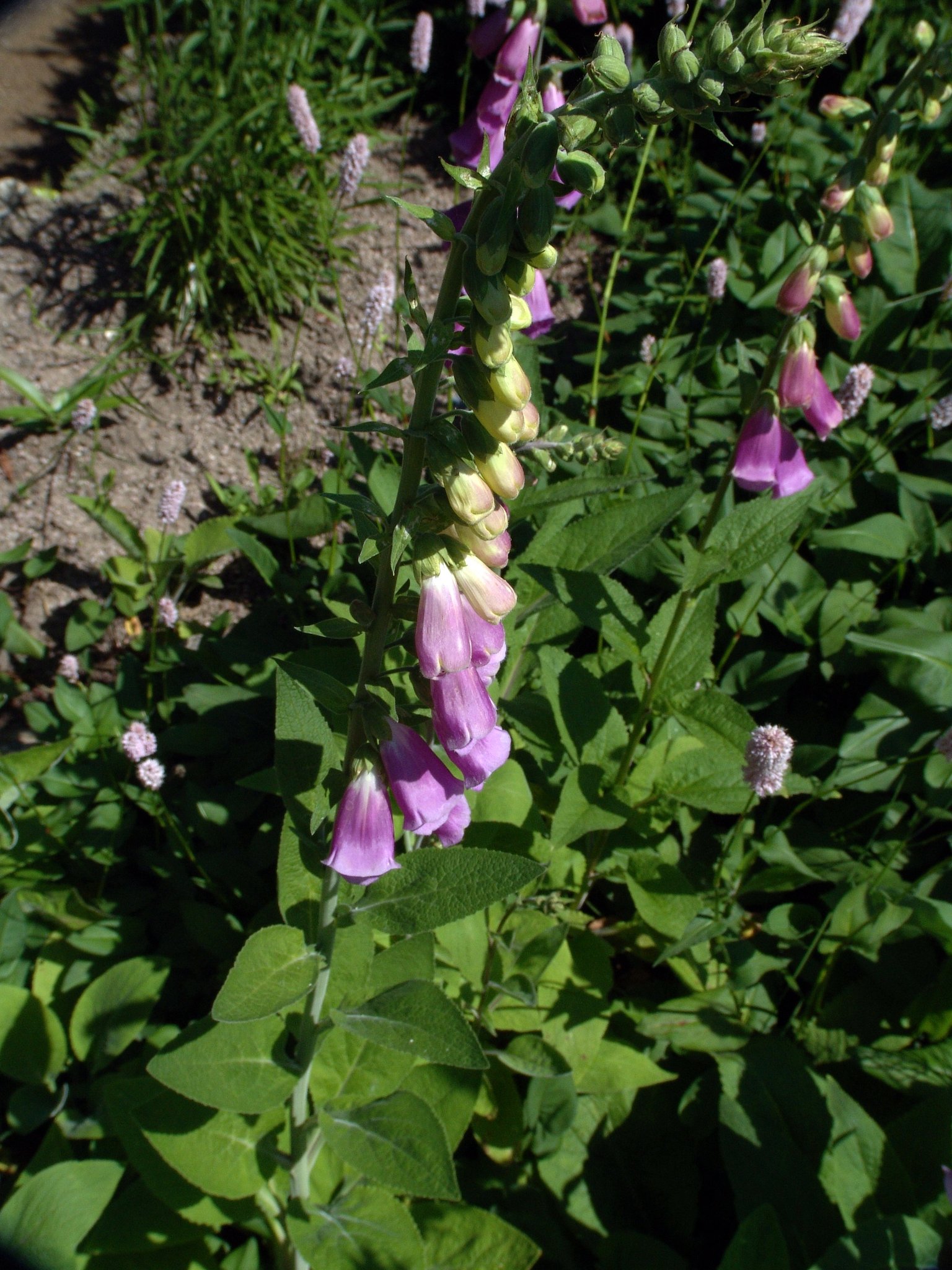 Digitalis purpurea (Blätter), Roter Fingerhut, Färbepflanze, Färberpflanze, Pflanzenfarben, färben, Klostergarten Seligenstadt