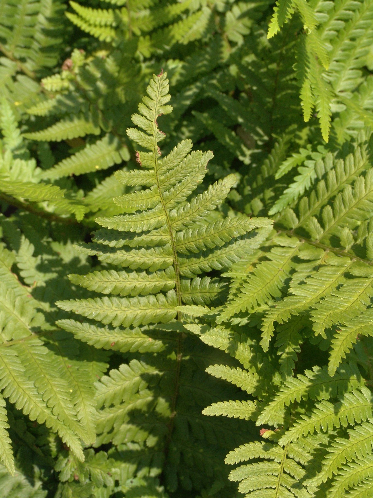 Dryopteris filix-mas, Wurmfarn, Färbepflanze, Färberpflanze, Pflanzenfarben, färben, Klostergarten Seligenstadt
